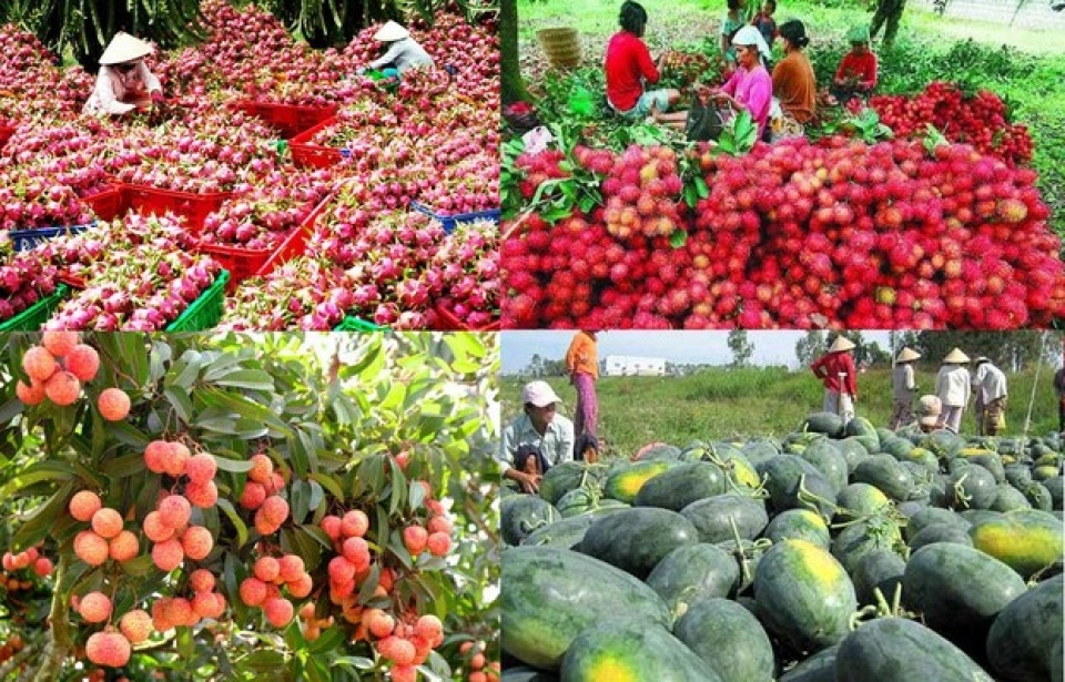 Hơn 1.600 mã sản phẩm nông sản, thực phẩm được xuất khẩu sang Trung Quốc (Nguồn: Báo Nông nghiệp Việt Nam)