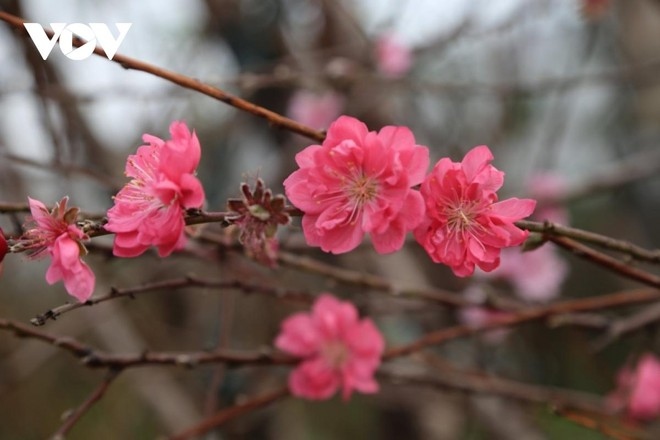 peach blossoms - a symbol of lunar new year picture 1
