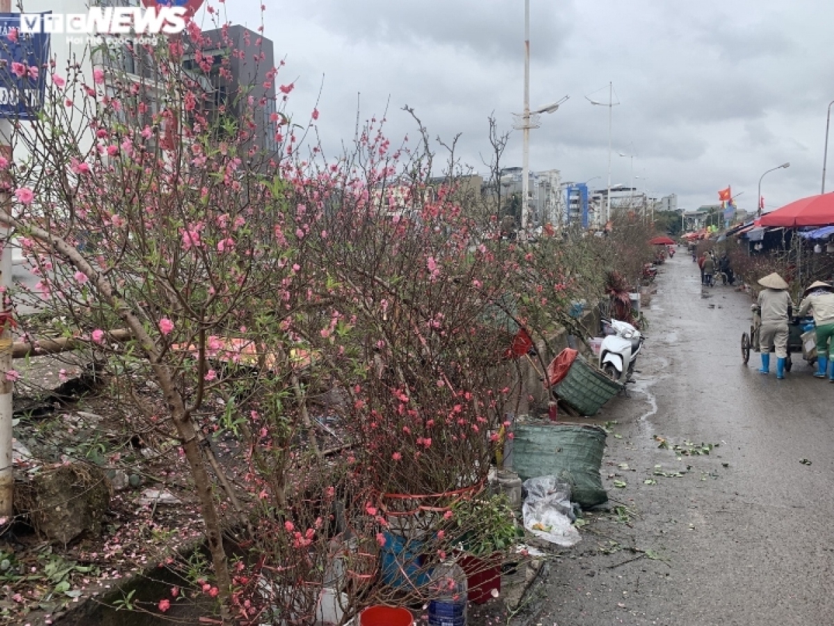 nhat tan peach blossom sales drop on first full moon festival picture 2