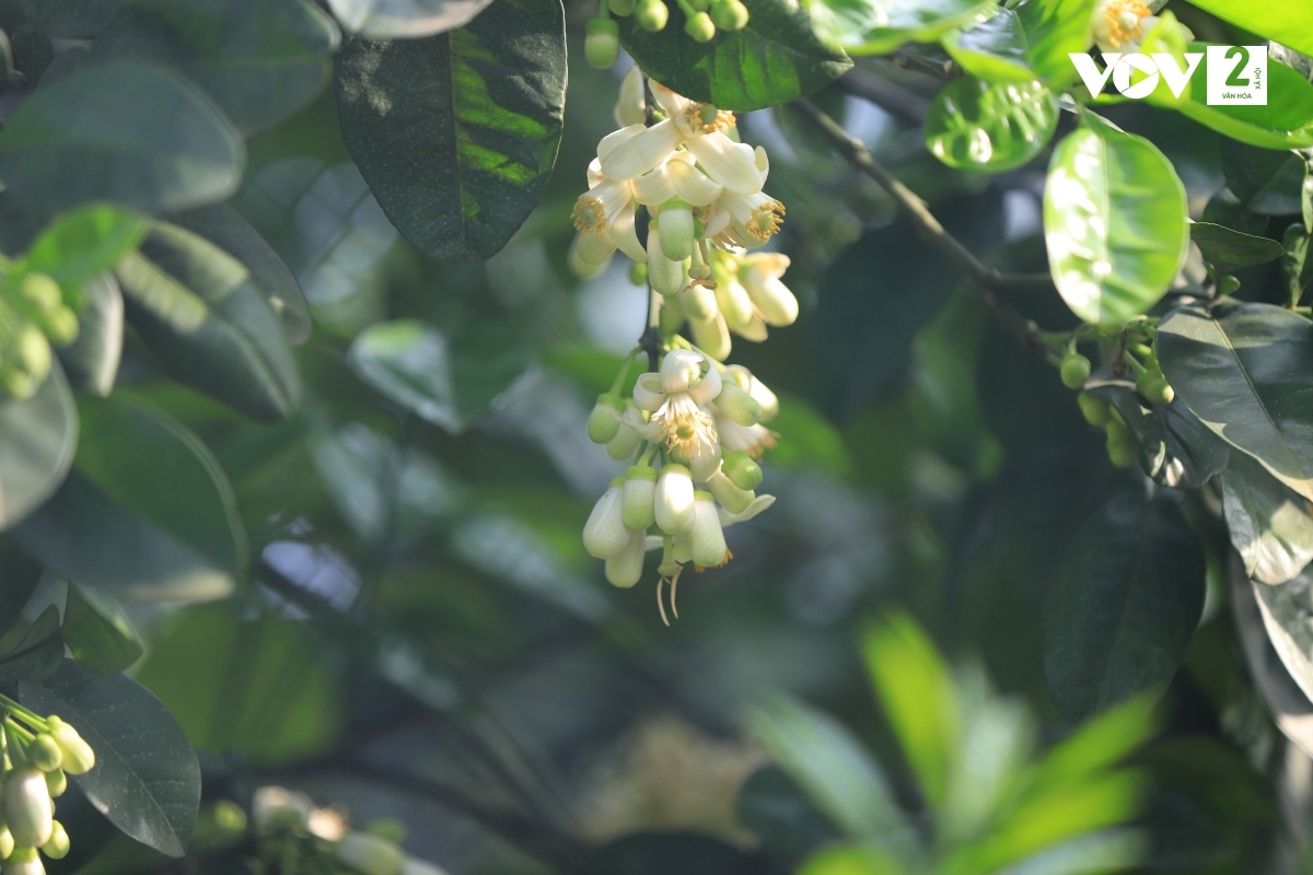 ha noi lai vao mua hoa buoi ngat huong hinh anh 5