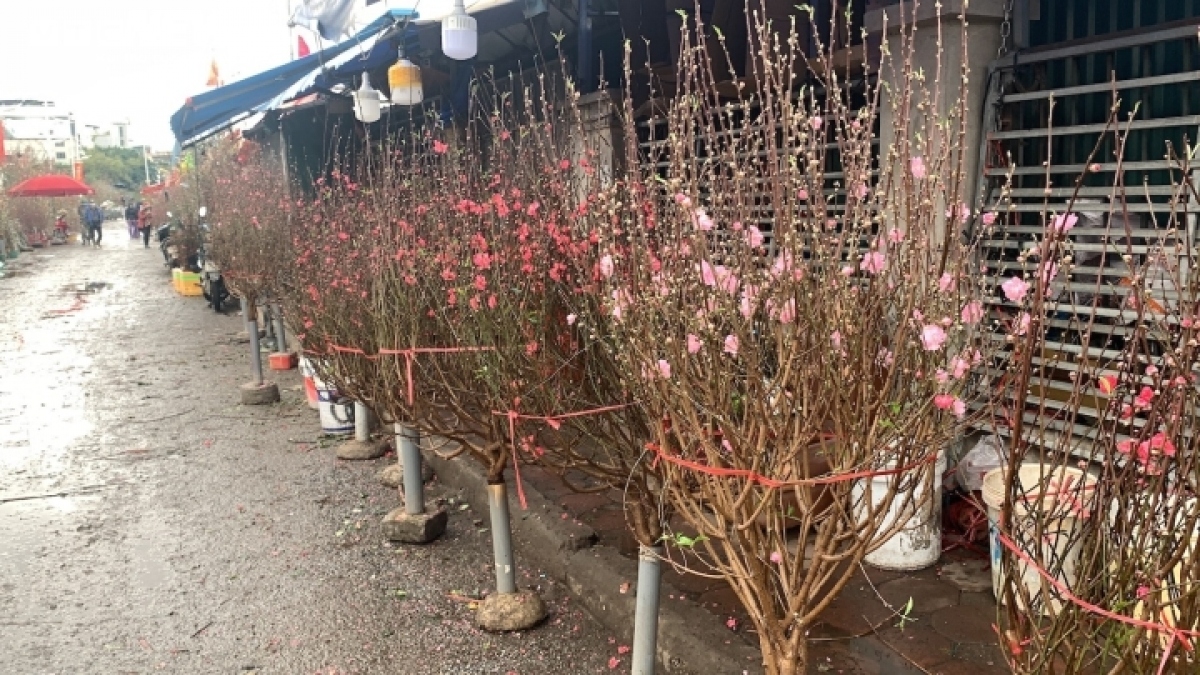 nhat tan peach blossom sales drop on first full moon festival picture 4 nhat tan peach blossom sales drop on first full moon festival picture 4