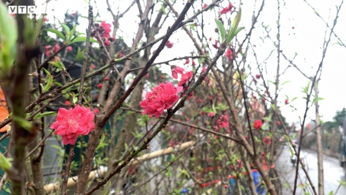 nhat tan peach blossom sales drop on first full moon festival picture 7