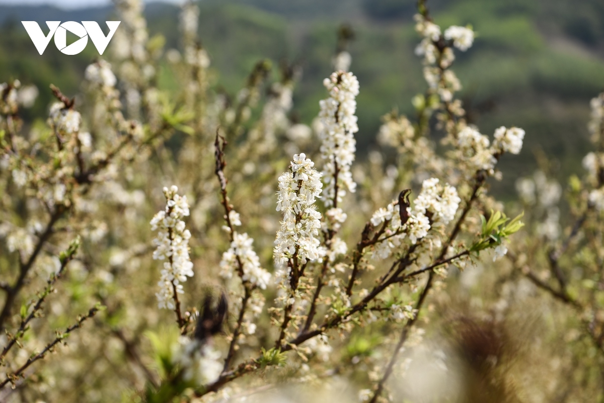plum flowers in full bloom in bac giang province picture 3