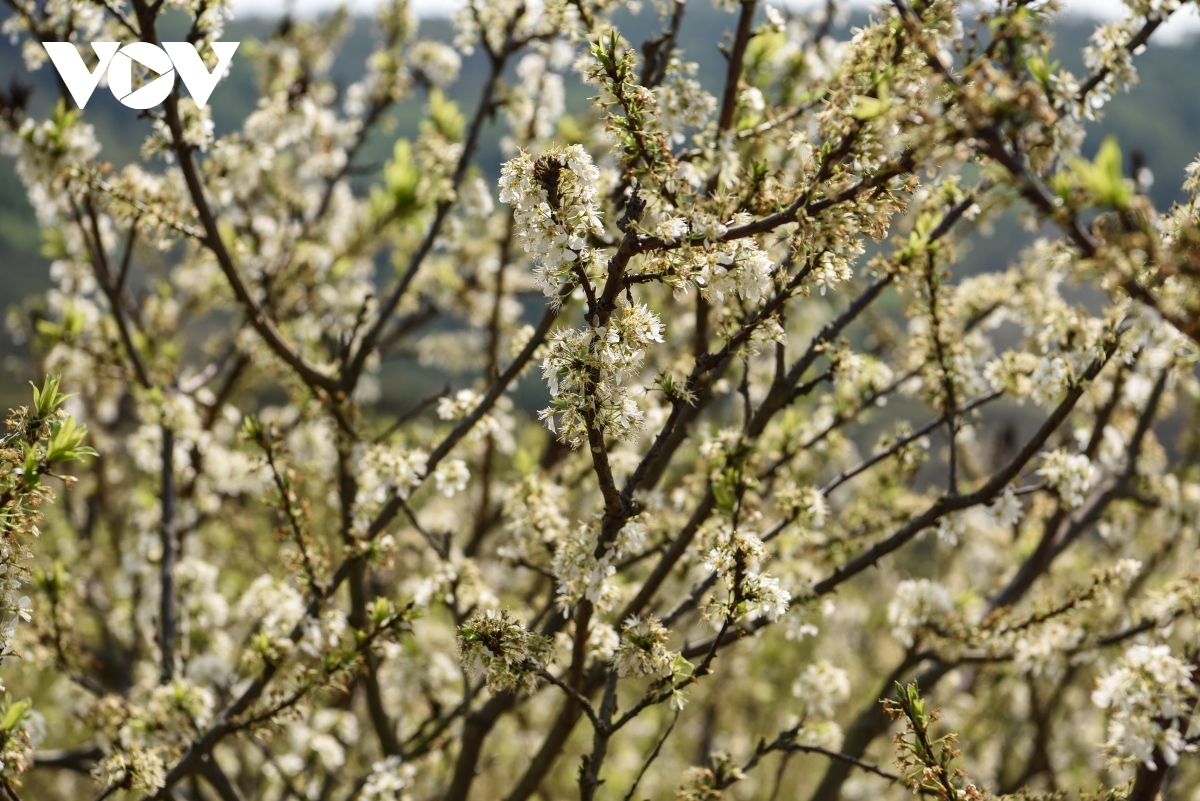 plum flowers in full bloom in bac giang province picture 5