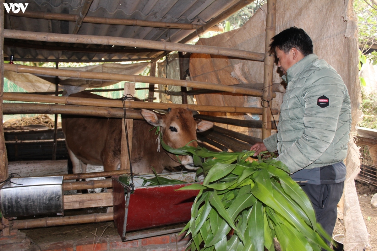 mua lanh tang cuong, nong dan son la tiep tuc chong doi ret cho dan vat nuoi hinh anh 2