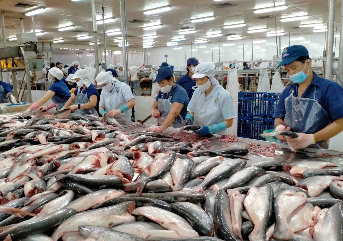 In the third and fourth quarters of 2021, the US increased its imports of pangasius from Vietnam by nearly 50%, offsetting a significant decrease in some other markets.