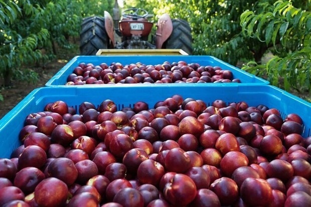 australia to export peaches and nectarines to vietnam picture 1