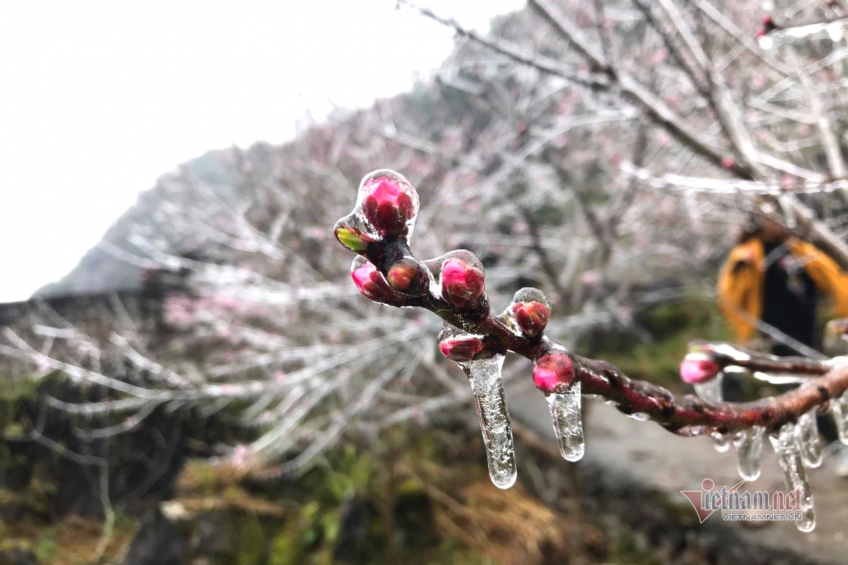 northern mountainous areas hit by frost amid strong cold spell picture 1