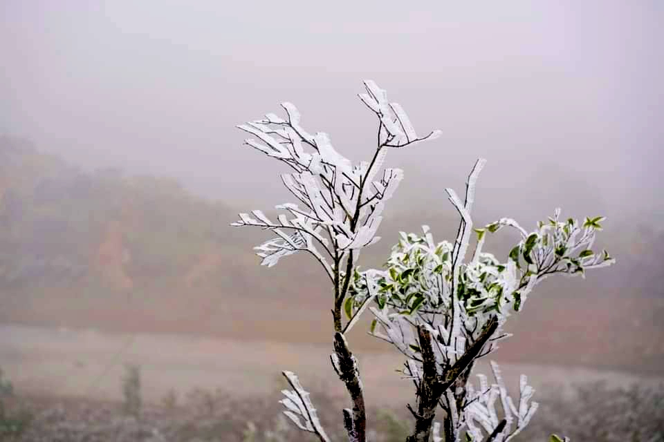 northern mountainous areas hit by frost amid strong cold spell picture 10