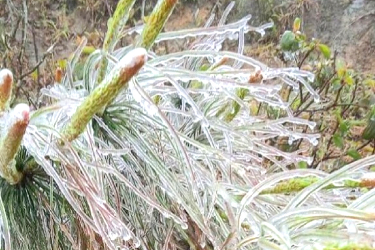 northern mountainous areas hit by frost amid strong cold spell picture 11