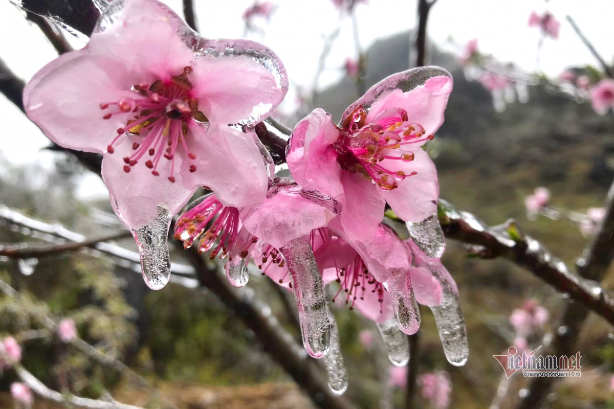 northern mountainous areas hit by frost amid strong cold spell picture 3 northern mountainous areas hit by frost amid strong cold spell picture 3
