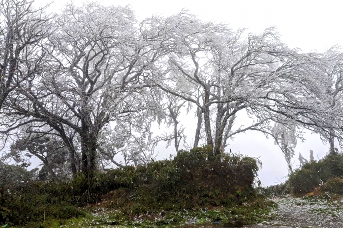 northern mountainous areas hit by frost amid strong cold spell picture 8