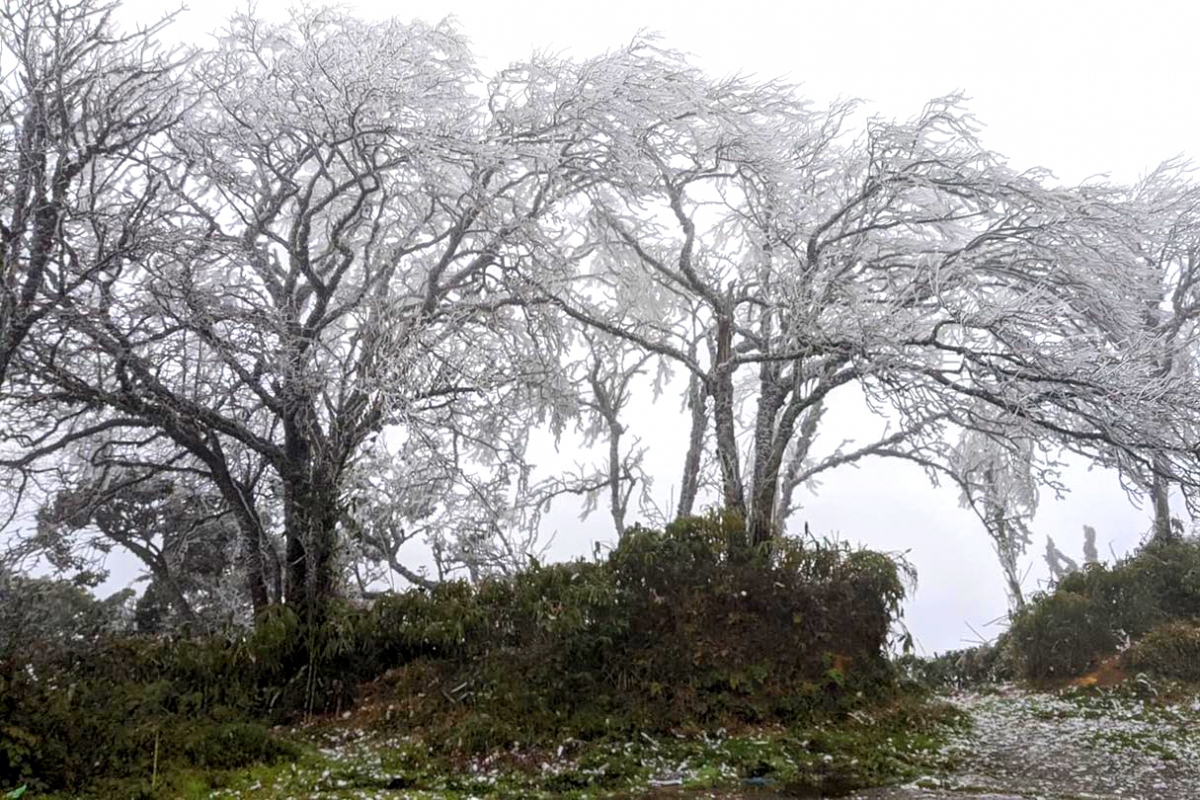 northern mountainous areas hit by frost amid strong cold spell picture 8 northern mountainous areas hit by frost amid strong cold spell picture 8