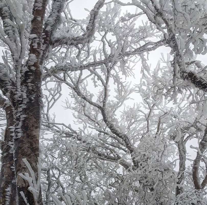 northern mountainous areas hit by frost amid strong cold spell picture 9