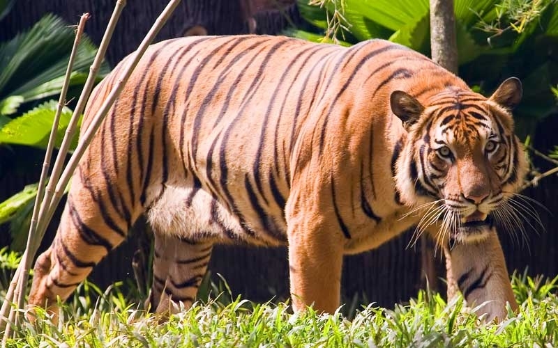 Malaysia nỗ lực cứu loài hổ Mã Lai khỏi bị tuyệt chủng | VOV.VN