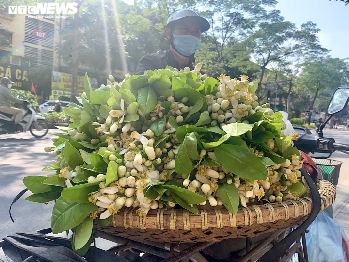 xuong pho dau mua, hoa buoi dat nhu hoa nhap khau hinh anh 2