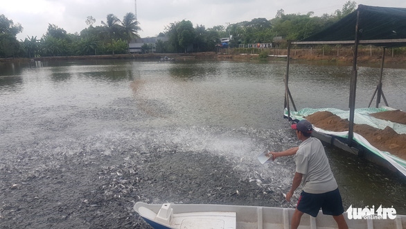 Người nuôi cá tra và ngành nông nghiệp An Giang cho rằng giá cá tra tăng cũng kéo theo giá thức ăn cho cá tăng.