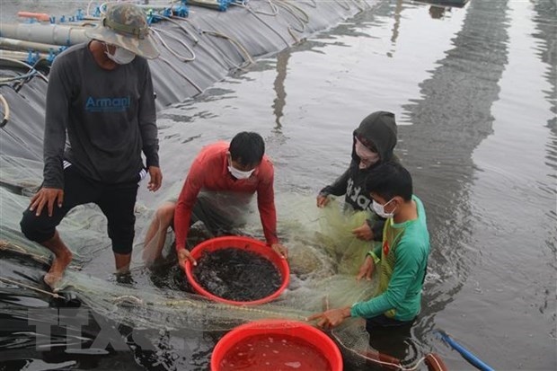 rok aids aquaculture productivity enhancement in vietnam picture 1