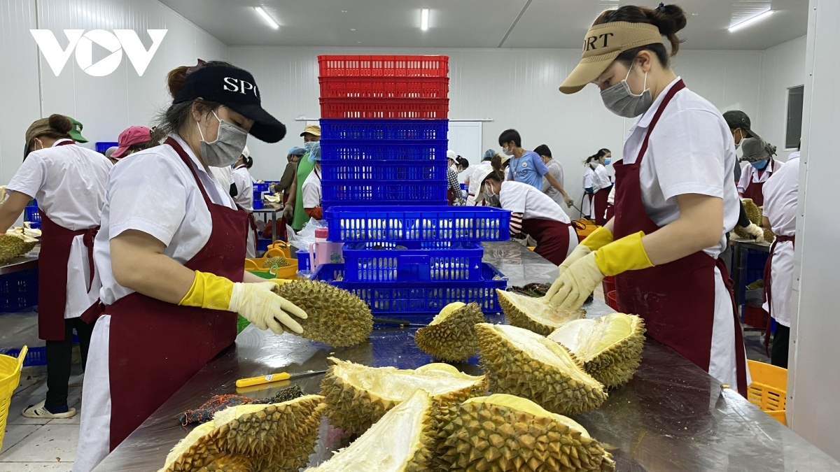 vietnam to export durian to china via official channels picture 1