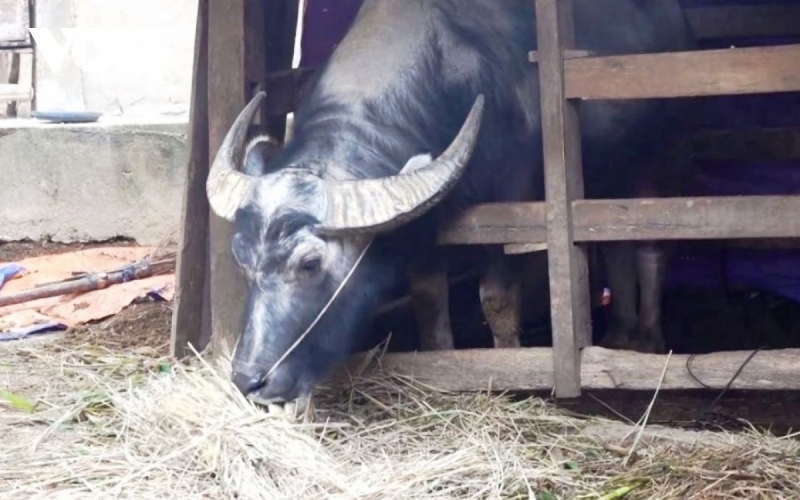 khong khi lanh tang cuong, bac bo va bac trung bo dem nay co ret hai hinh anh 1