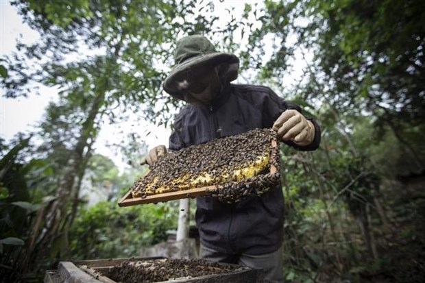 us s anti-dumping tariff against bee honey to negatively impact on vietnam picture 1