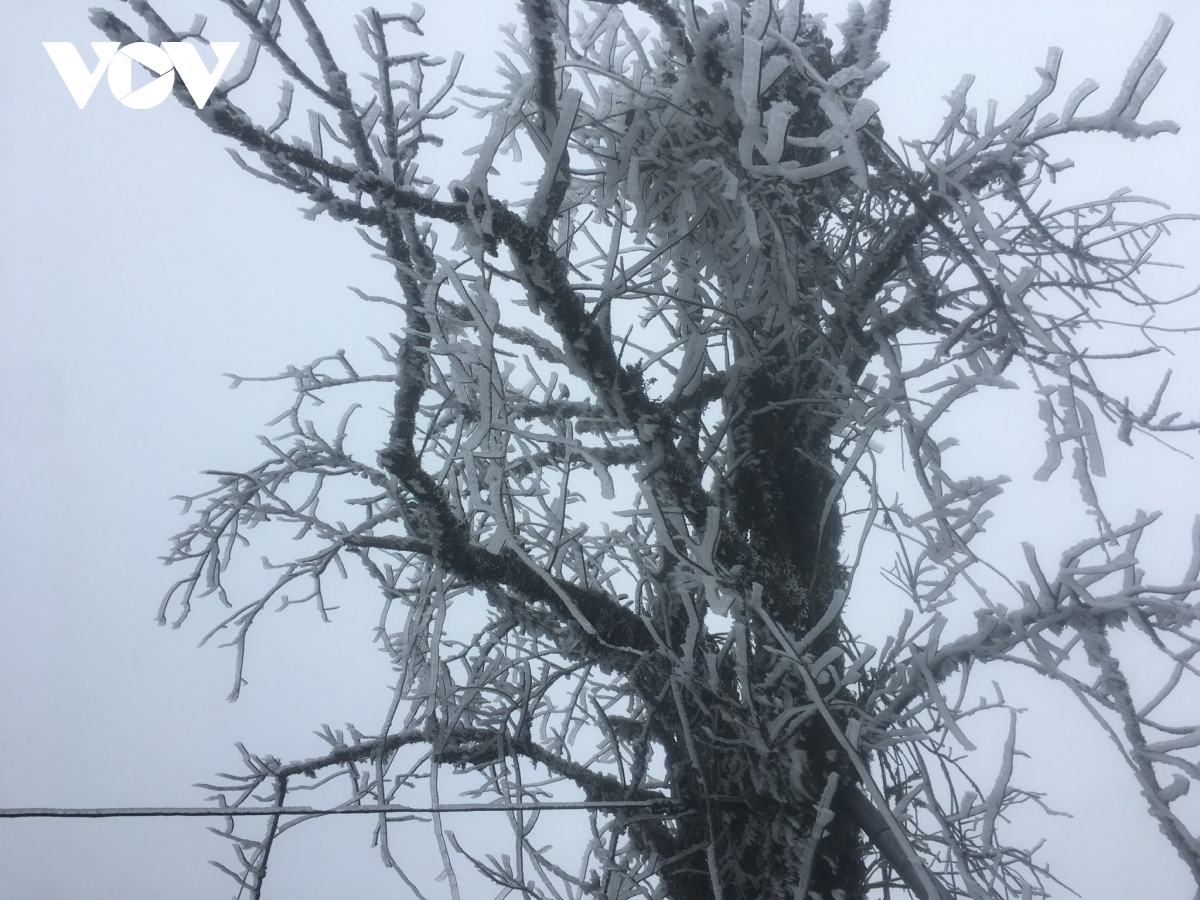 winter frost sets in up north as cold spell strikes vietnam picture 8