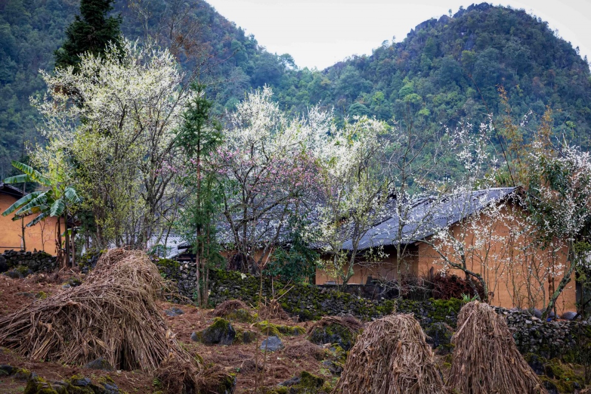 Từ thành phố Hà Giang, ngược bước thang mây vượt qua cổng Trời - nơi giao hòa giữa trời và đất - du khách sẽ đặt chân đến Quản Bạ, nơi bắt đầu dải Cao nguyên đá Đồng Văn với đại ngàn trùng điệp những rừng đá, với những cảnh sắc còn nhiều nét hoang sơ, say đắm lòng người.