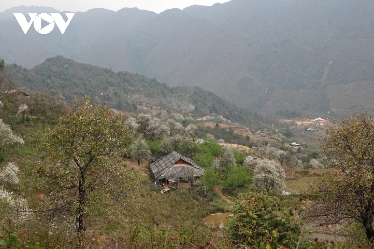 son tra fruits greet spring in mu cang chai picture 13