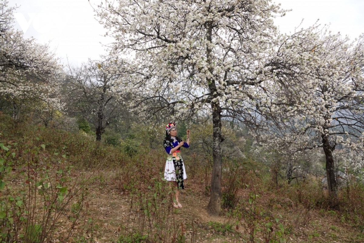 son tra fruits greet spring in mu cang chai picture 18