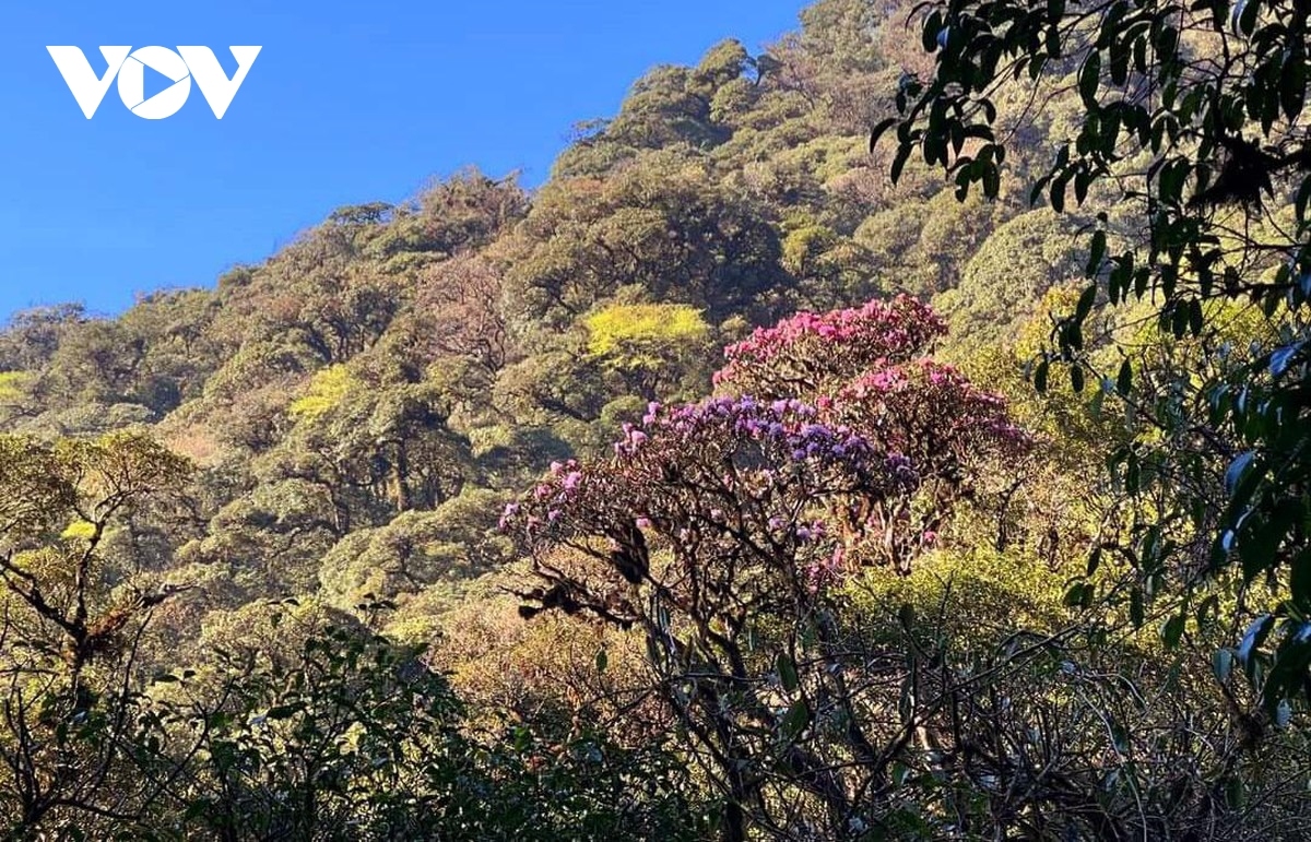 beautiful azaleas bloom on hoang lien son mountain range picture 1