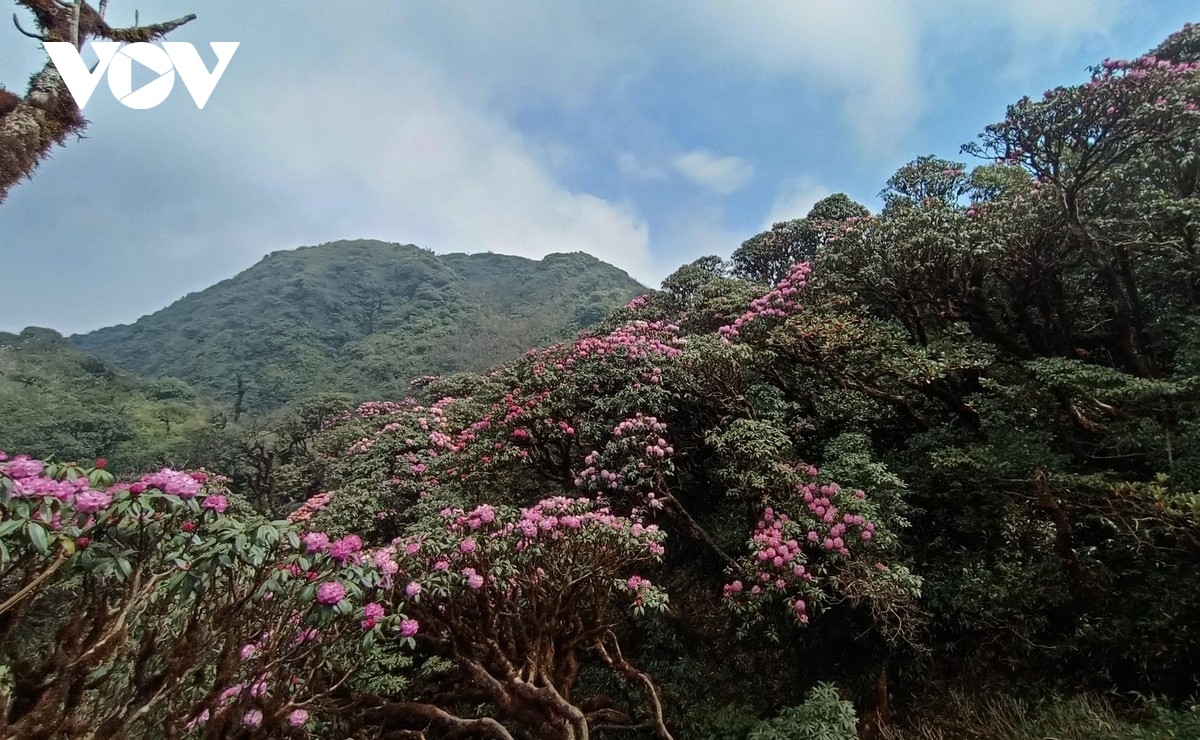 beautiful azaleas bloom on hoang lien son mountain range picture 2