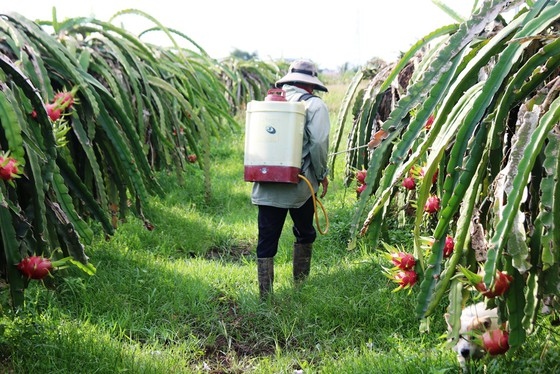 Nhiều vườn thanh long ở Bình Thuận chín đỏ nhưng không có thương lái thu mua.