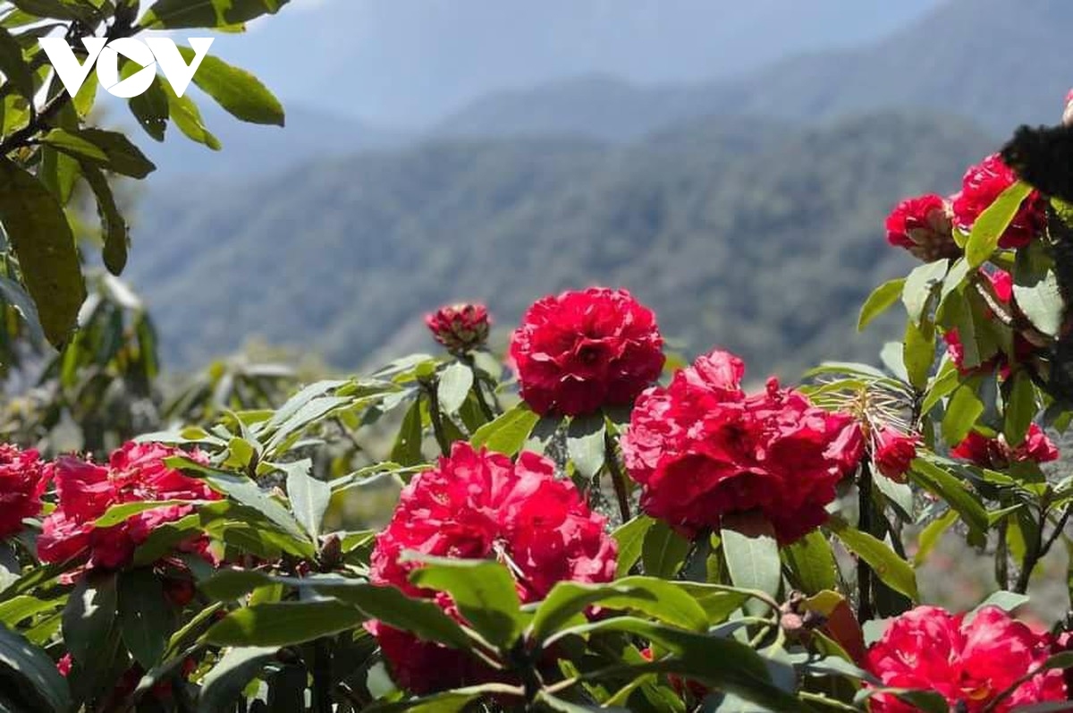 beautiful azaleas bloom on hoang lien son mountain range picture 4