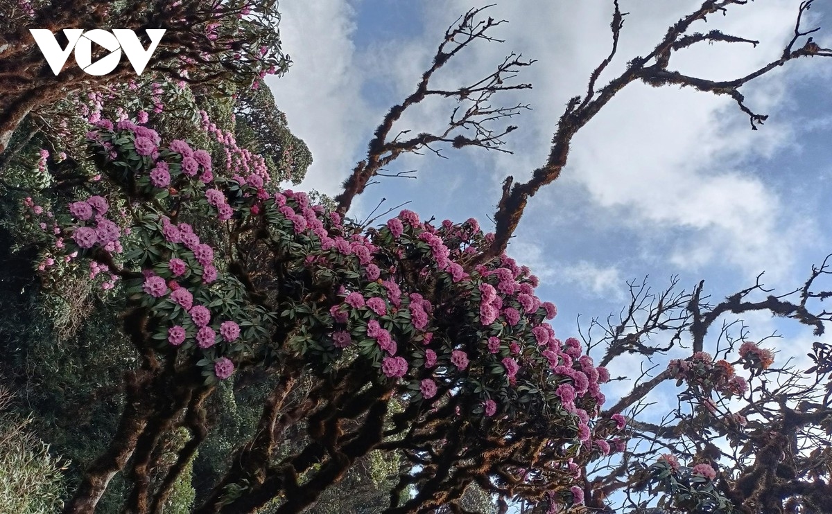 beautiful azaleas bloom on hoang lien son mountain range picture 3