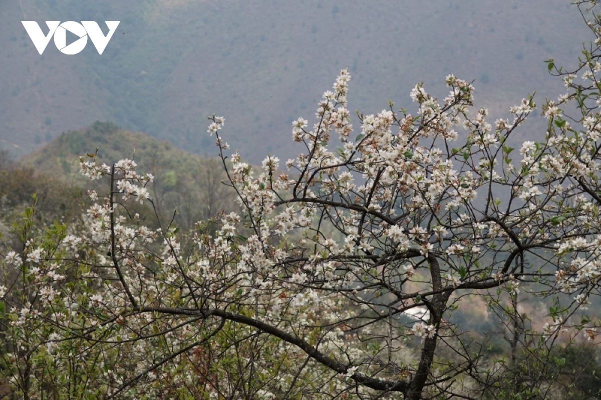 son tra fruits greet spring in mu cang chai picture 5