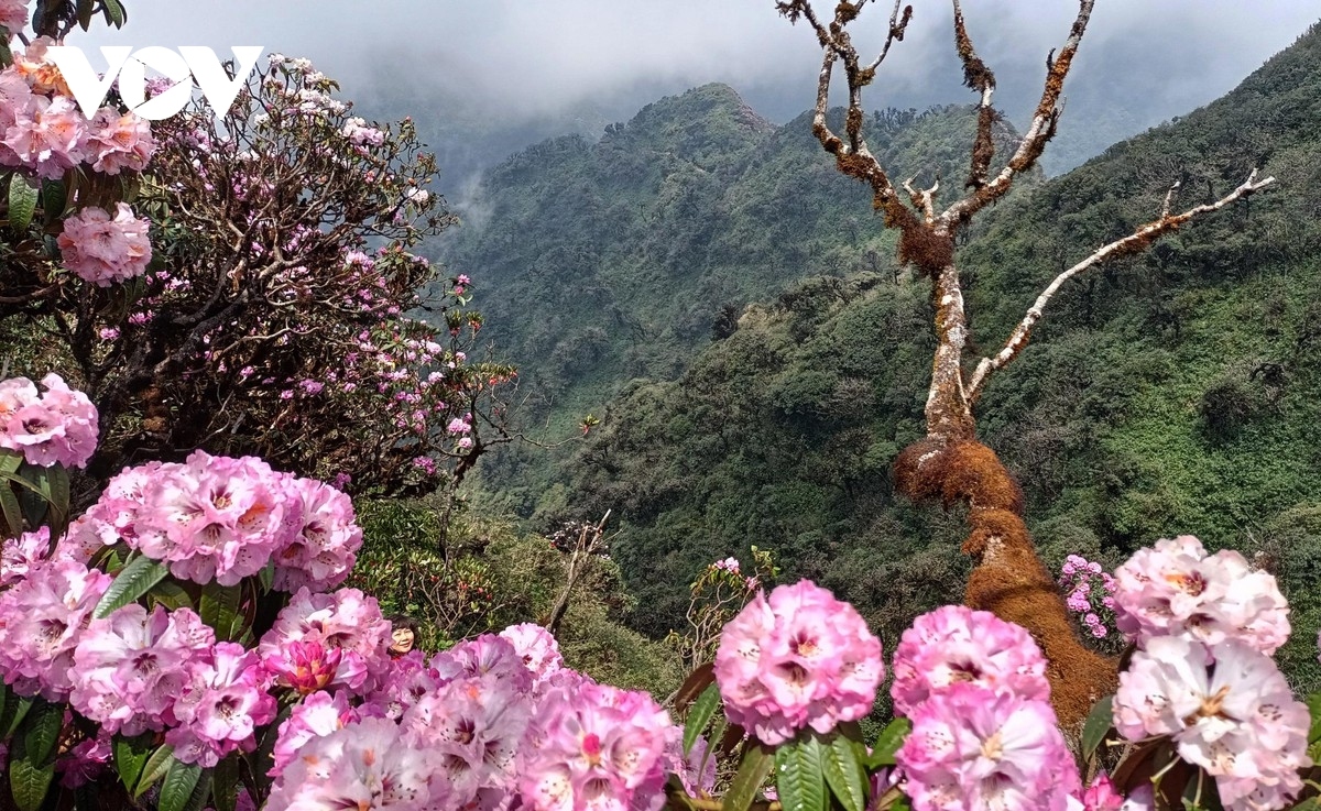 beautiful azaleas bloom on hoang lien son mountain range picture 5