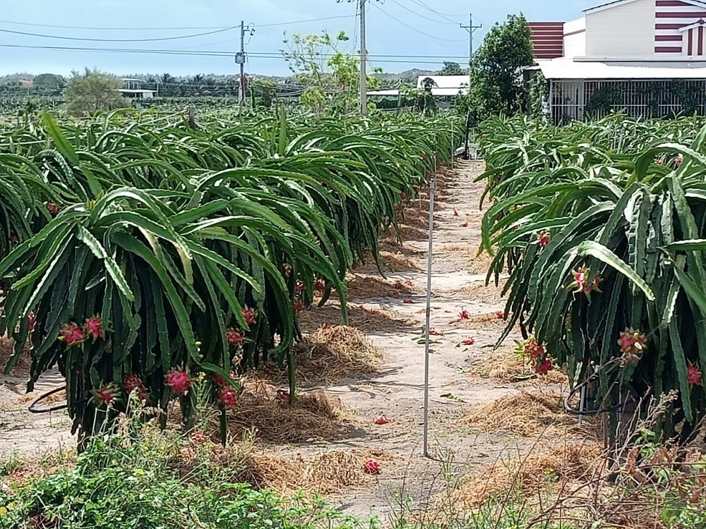 Người trồng thanh long Bình Thuận đành phá vườn vì lỗ nặng