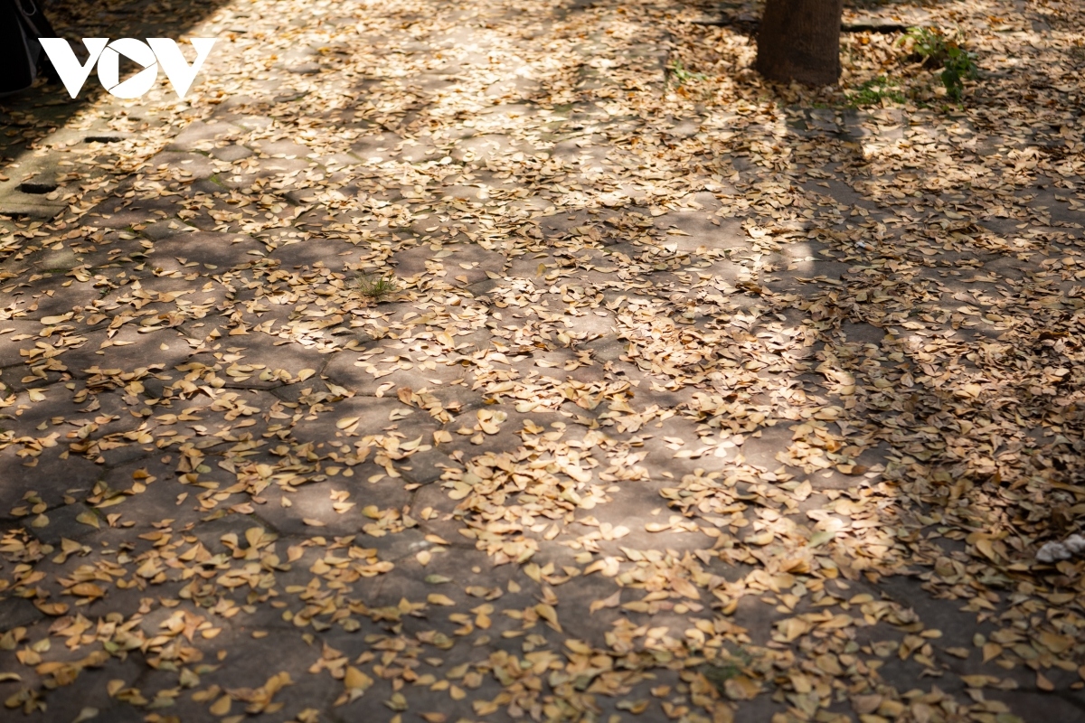 season for falling almond leaves creates dreamy hanoi picture 4