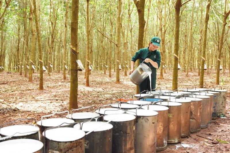 vietnamese rubber exports to rok on the rise picture 1