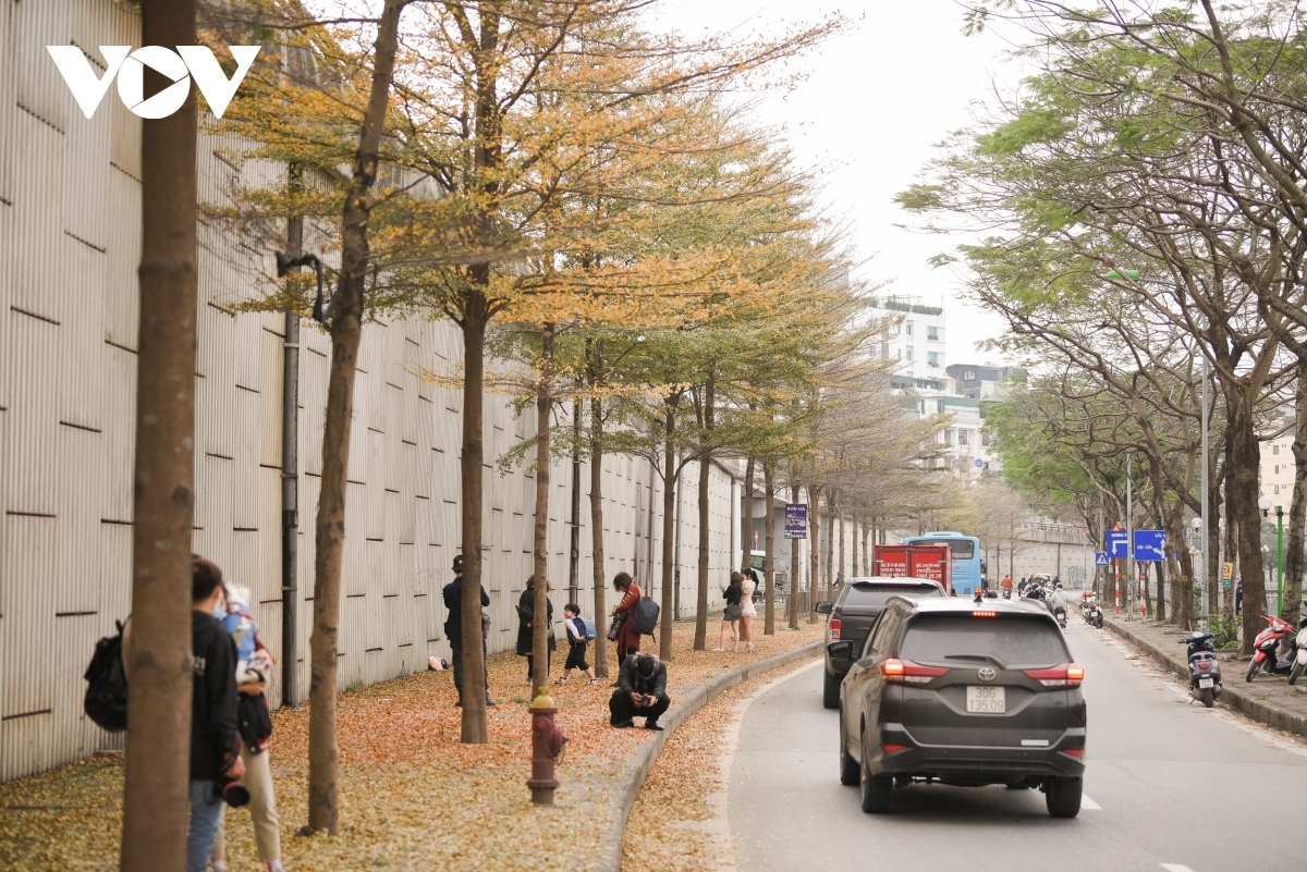 season for falling almond leaves creates dreamy hanoi picture 3