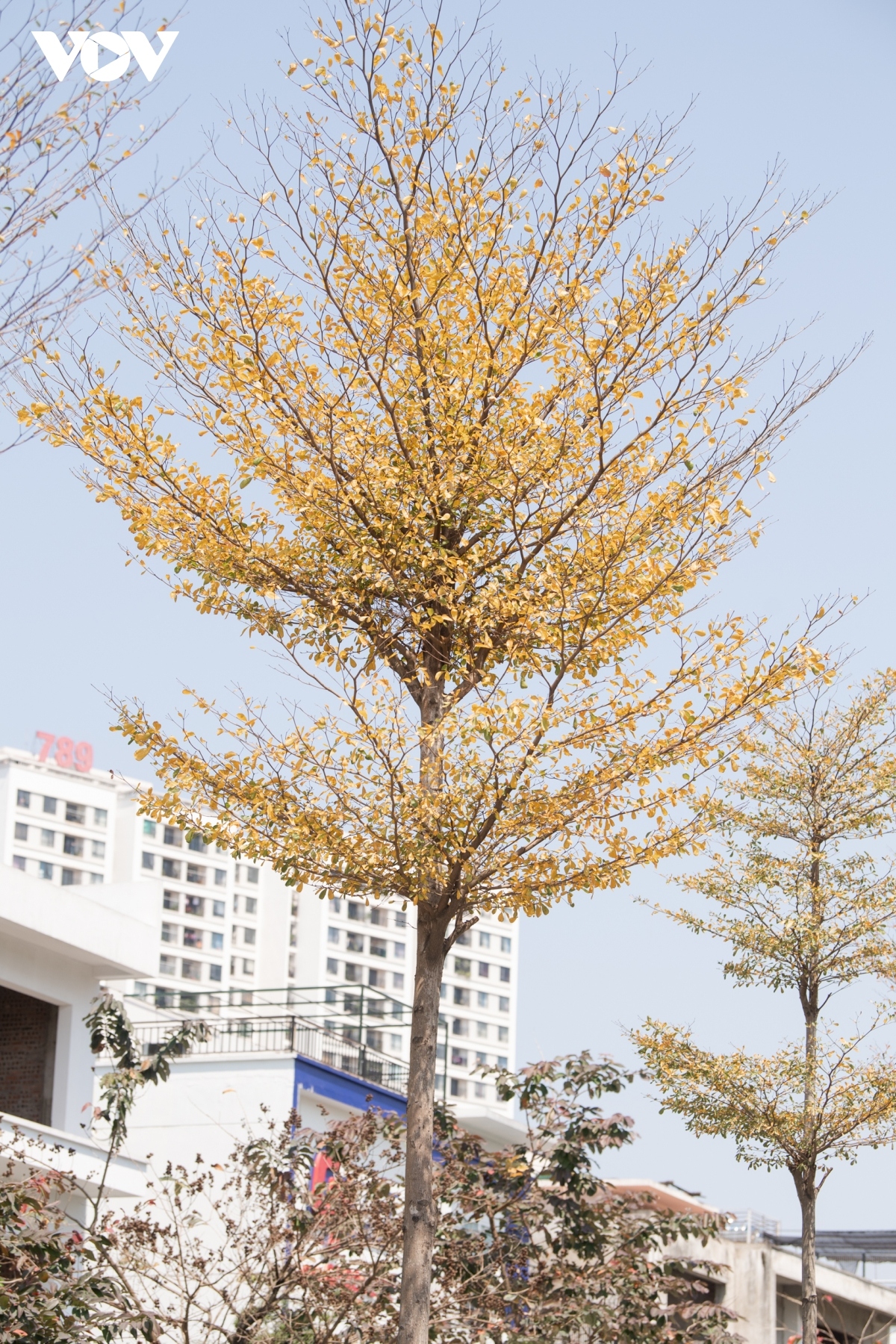 season for falling almond leaves creates dreamy hanoi picture 5