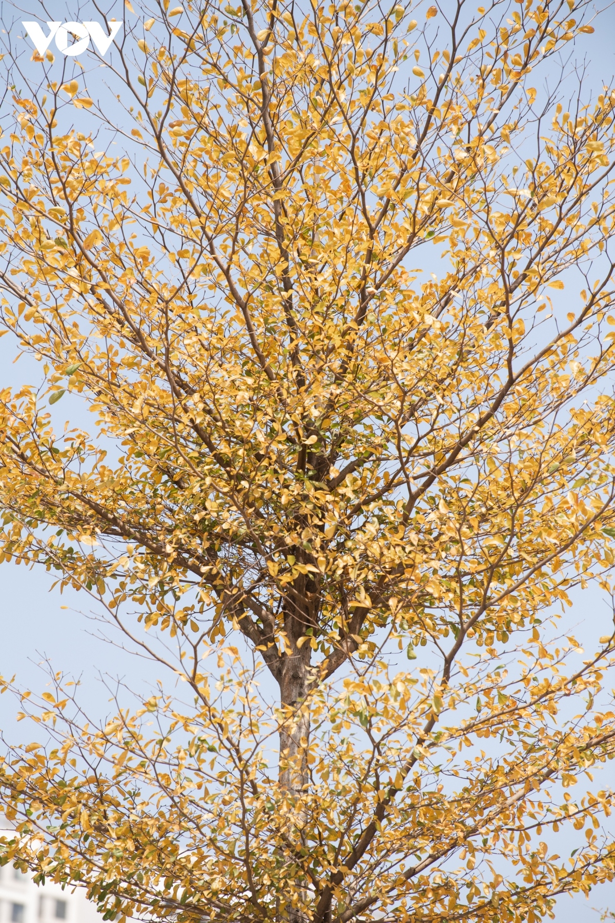 season for falling almond leaves creates dreamy hanoi picture 6