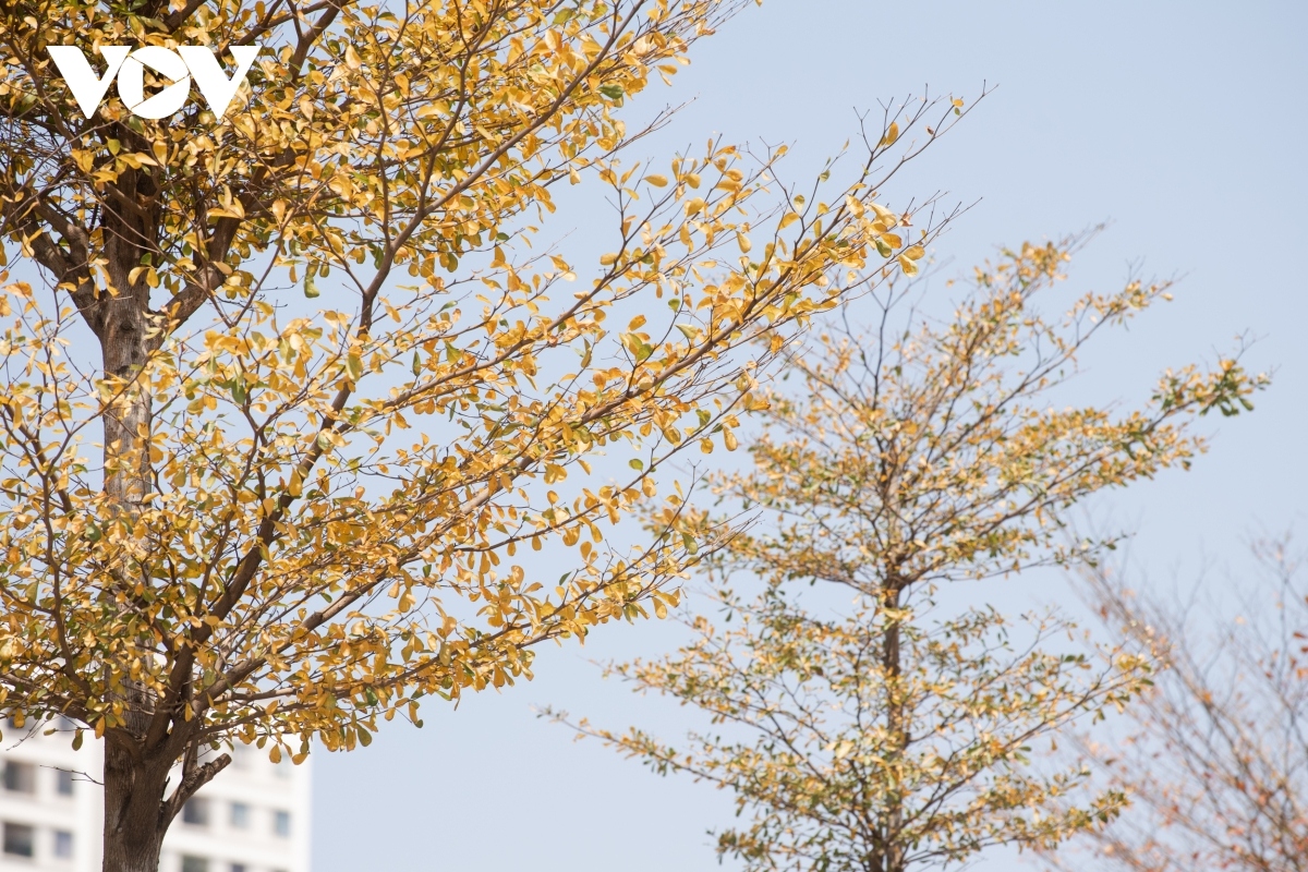 season for falling almond leaves creates dreamy hanoi picture 7