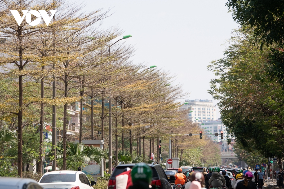 season for falling almond leaves creates dreamy hanoi picture 8