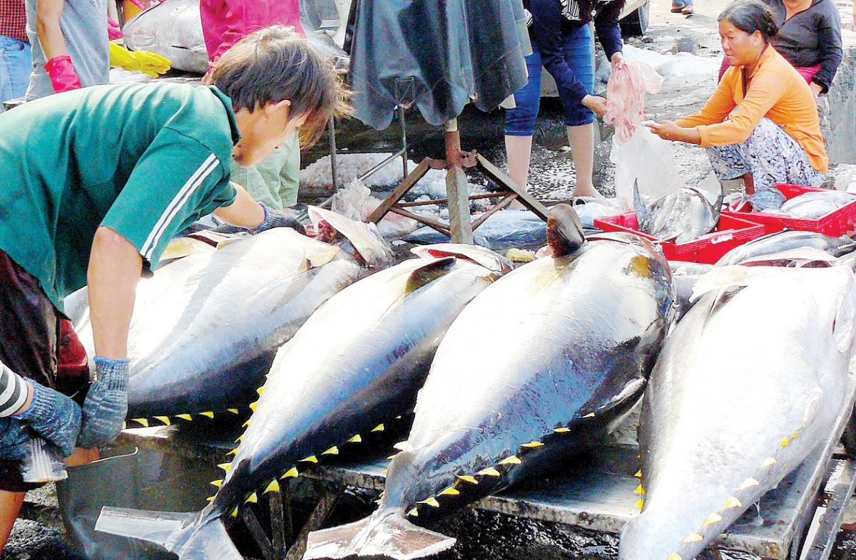 vietnamese tuna exports impacted by russia-ukraine conflict picture 1