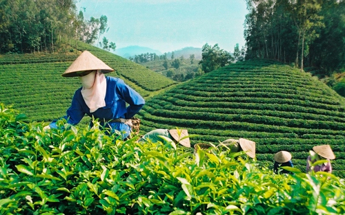 vietnam represents 5th largest tea supplier to us picture 1