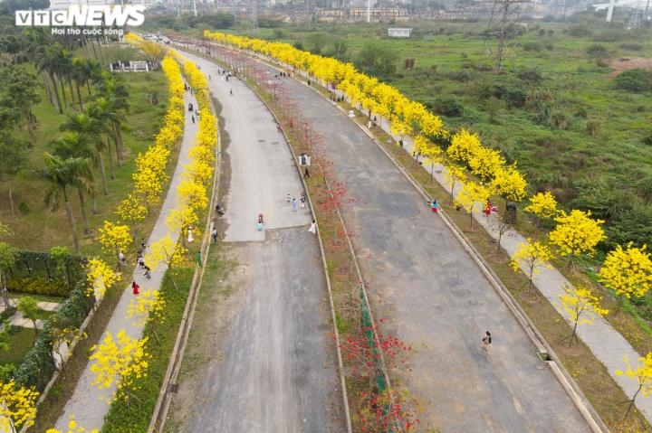 yellow flowers add brilliant glow to hanoi urban area picture 1