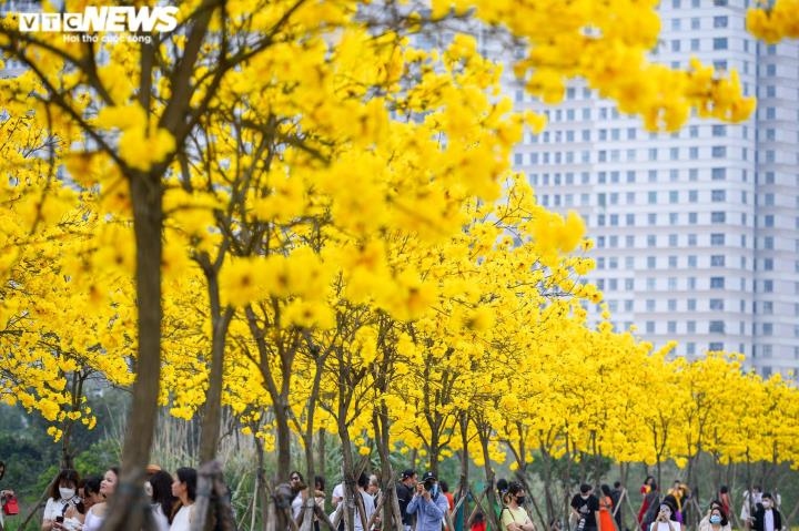 yellow flowers add brilliant glow to hanoi urban area picture 2