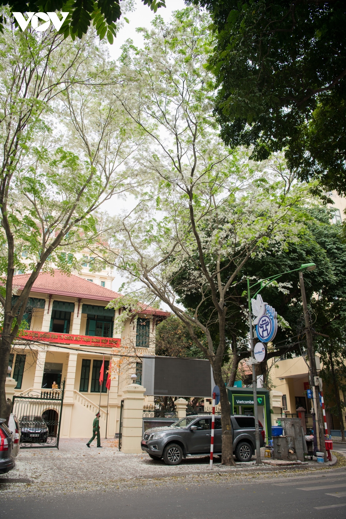 hanoi streets dazzle as white flowers bloom picture 2