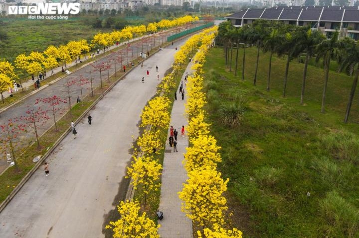 yellow flowers add brilliant glow to hanoi urban area picture 3
